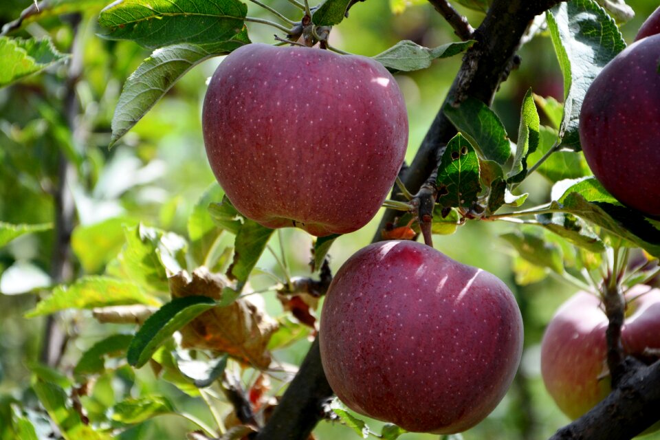 Red apple color image nature