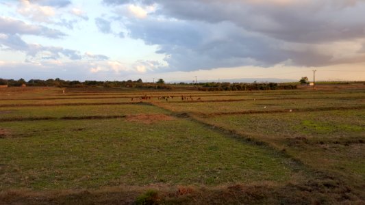 Cruces Cuba fields