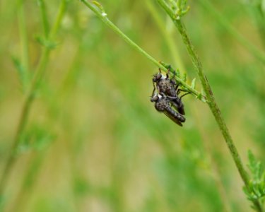 Couple d'Asilidae
