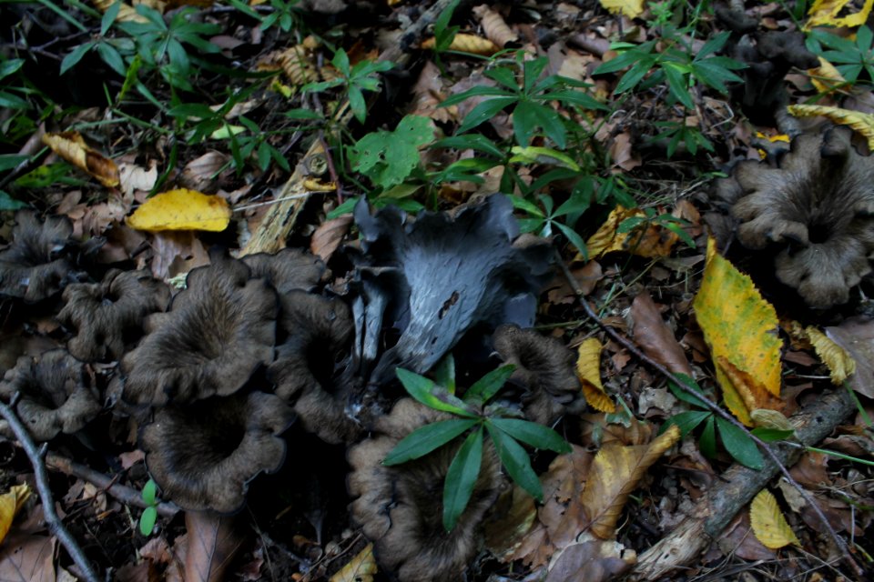 Craterellus cornucopioides 99 12