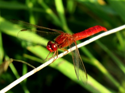 Crocothemis erythraea Kiev6
