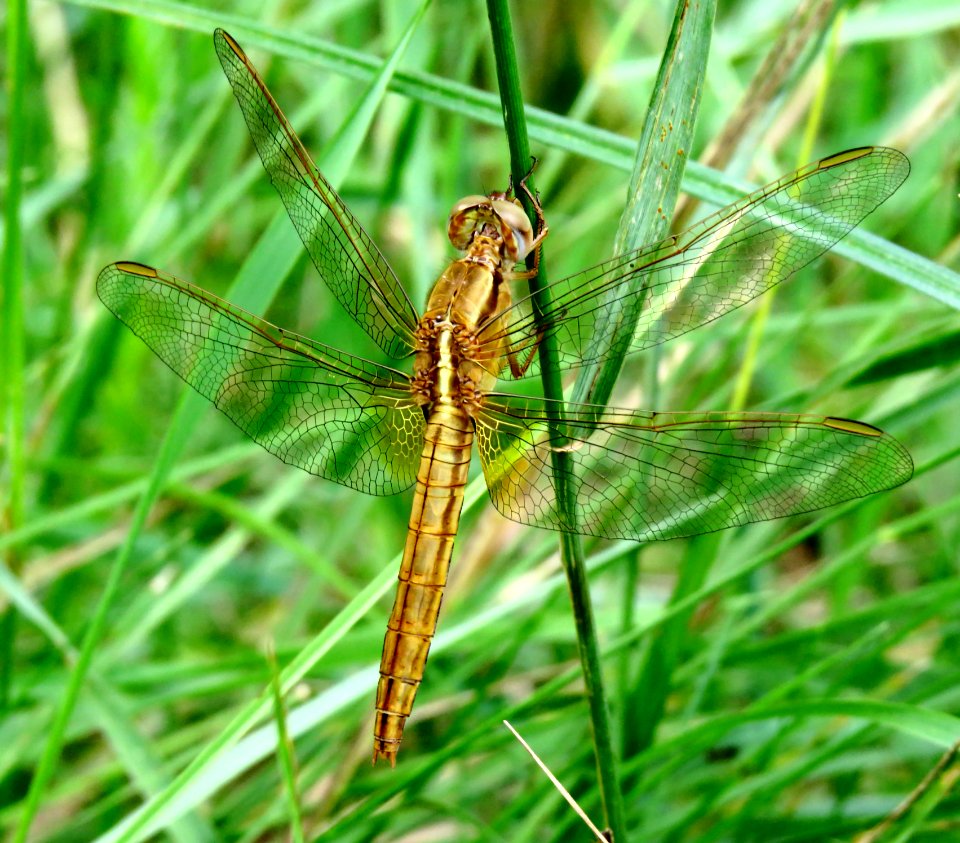 Crocothemis erythraea Kiev2