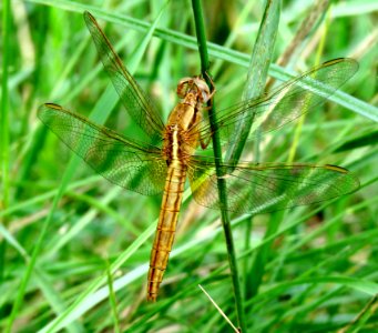 Crocothemis erythraea Kiev2