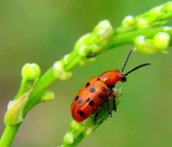 Crioceris duodecimpunctata Muromets2