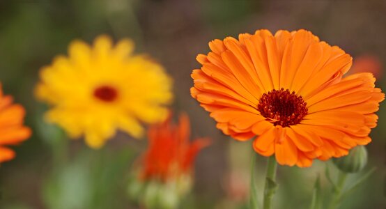 Red flower nature orange