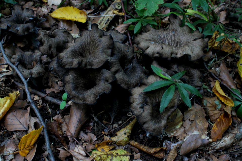 Craterellus cornucopioides 99 8