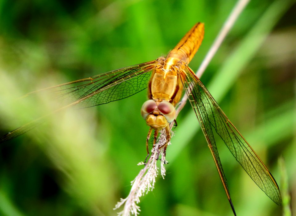 Crocothemis erythraea Kiev1