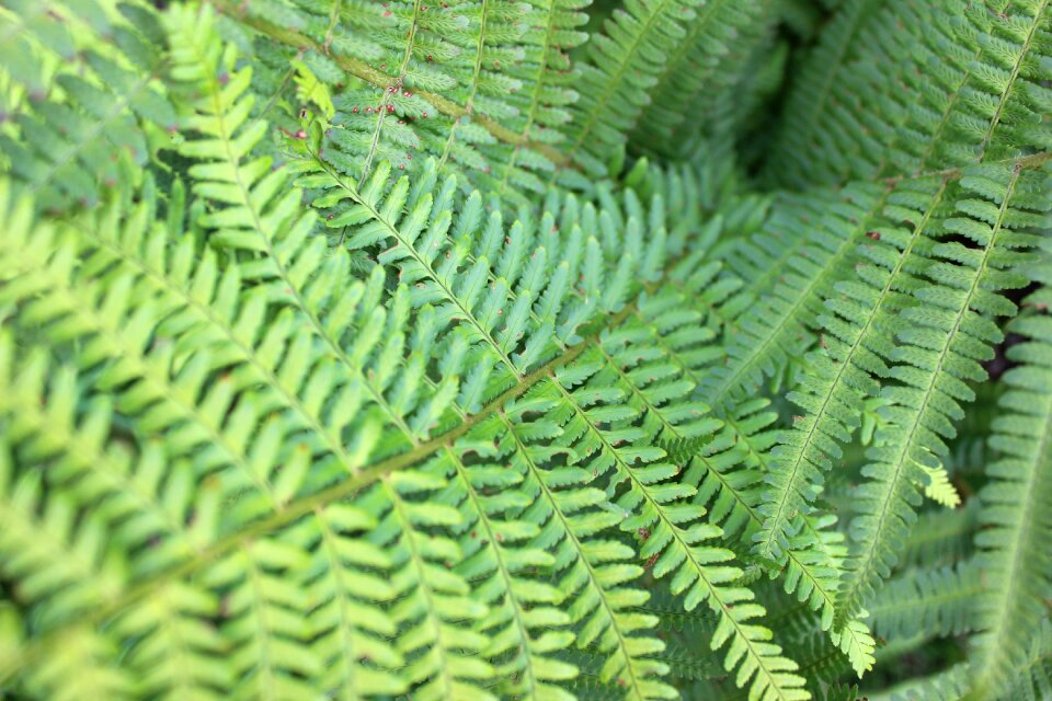 Nature forest close up