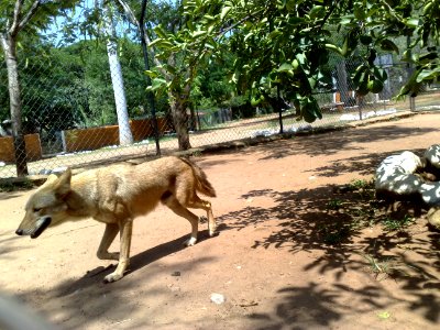 Coyote en el Zoofari, Cuernavaca, Morelos