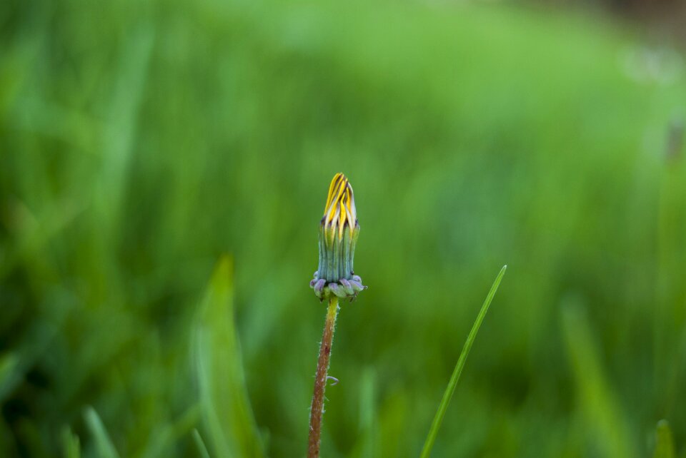 Outdoors plant summer