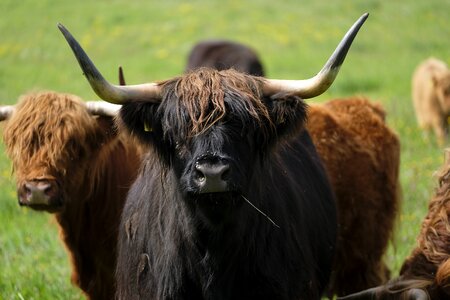 Pasture agriculture highland