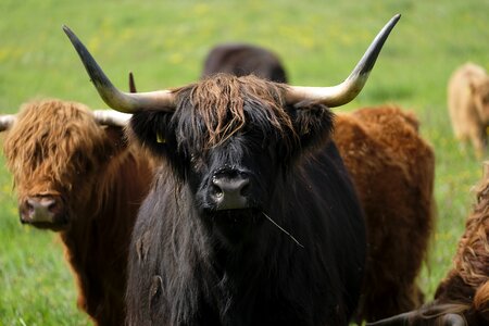 Pasture agriculture highland photo