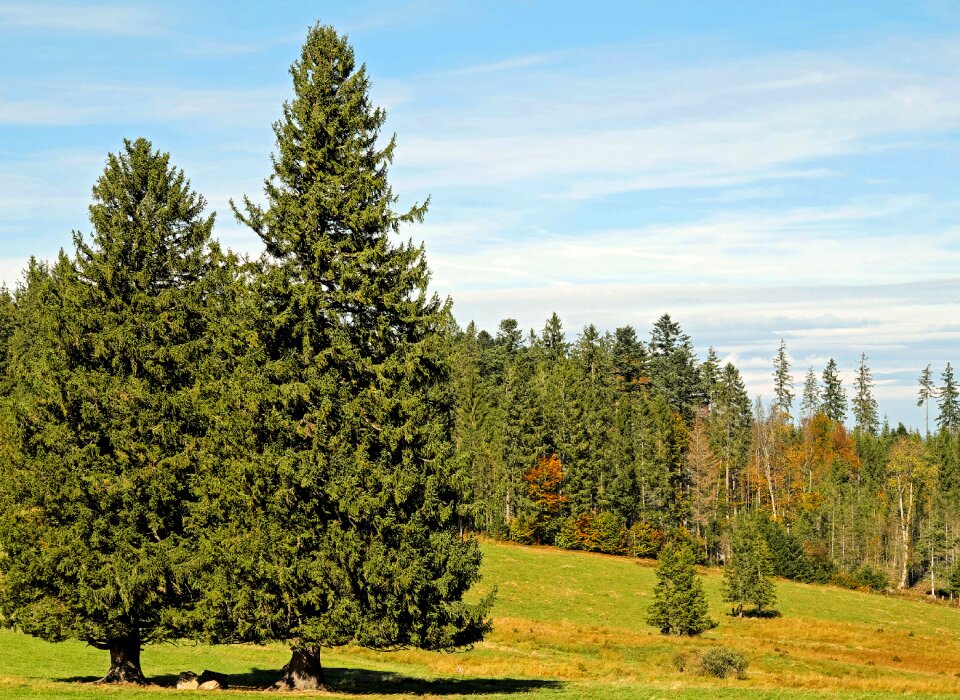 Evergreen landscape sunbeam