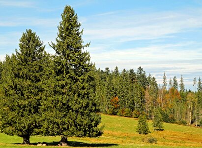 Evergreen landscape sunbeam photo