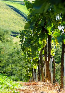 Wine grapevine rebstock photo