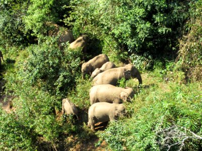 Elephantvalley-elephants photo