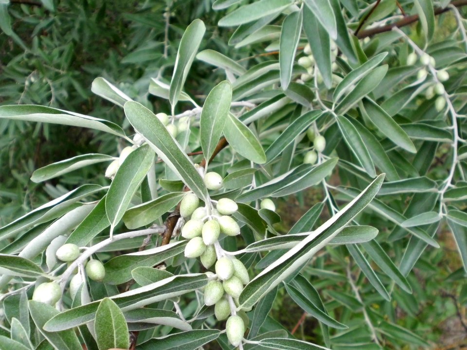 Elaeagnus angustifolia (08)
