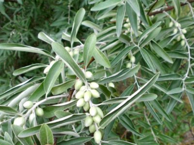 Elaeagnus angustifolia (08)