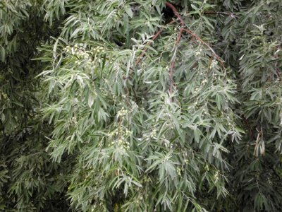 Elaeagnus angustifolia (02)