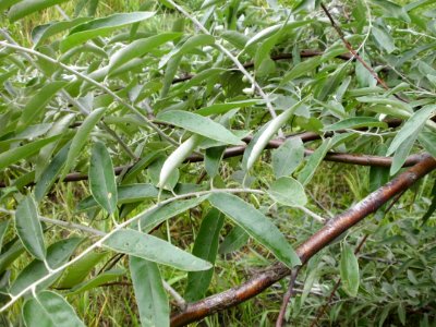 Elaeagnus angustifolia (03)