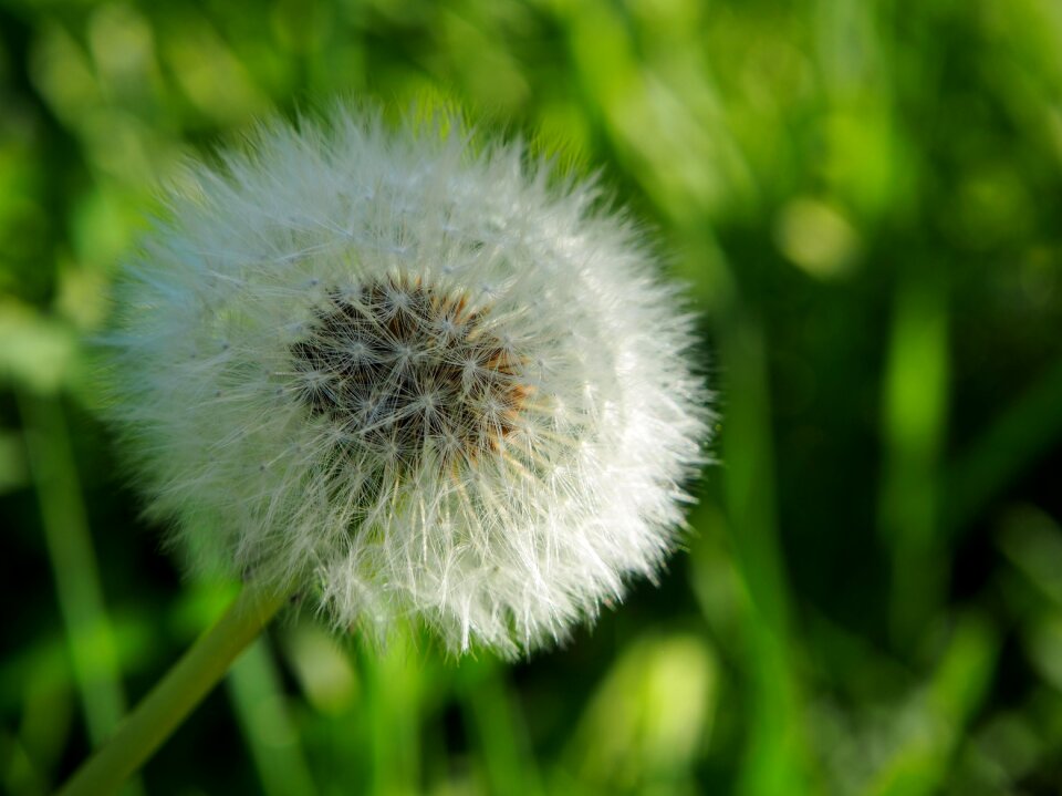 Nature blossom bloom