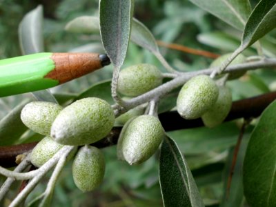 Elaeagnus angustifolia (09)