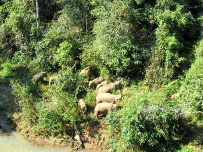 Elephantvalley-elephants-far photo