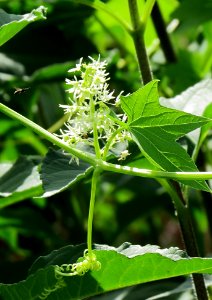 Echinocystis lobata Kiev2