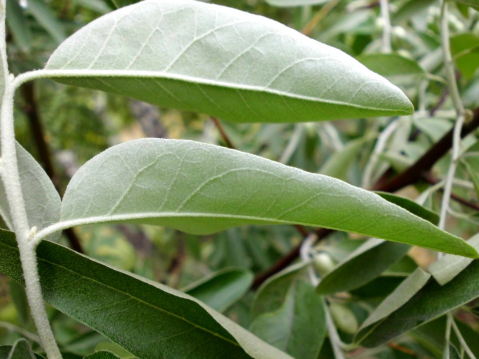 Elaeagnus angustifolia (06)