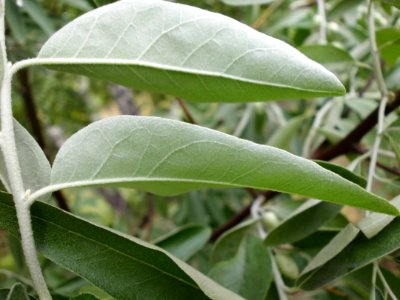 Elaeagnus angustifolia (06)