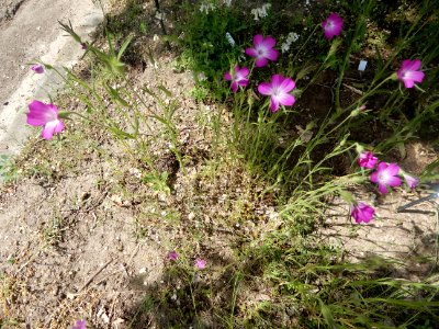 Dianthus armeria, jardin floral de Paris
