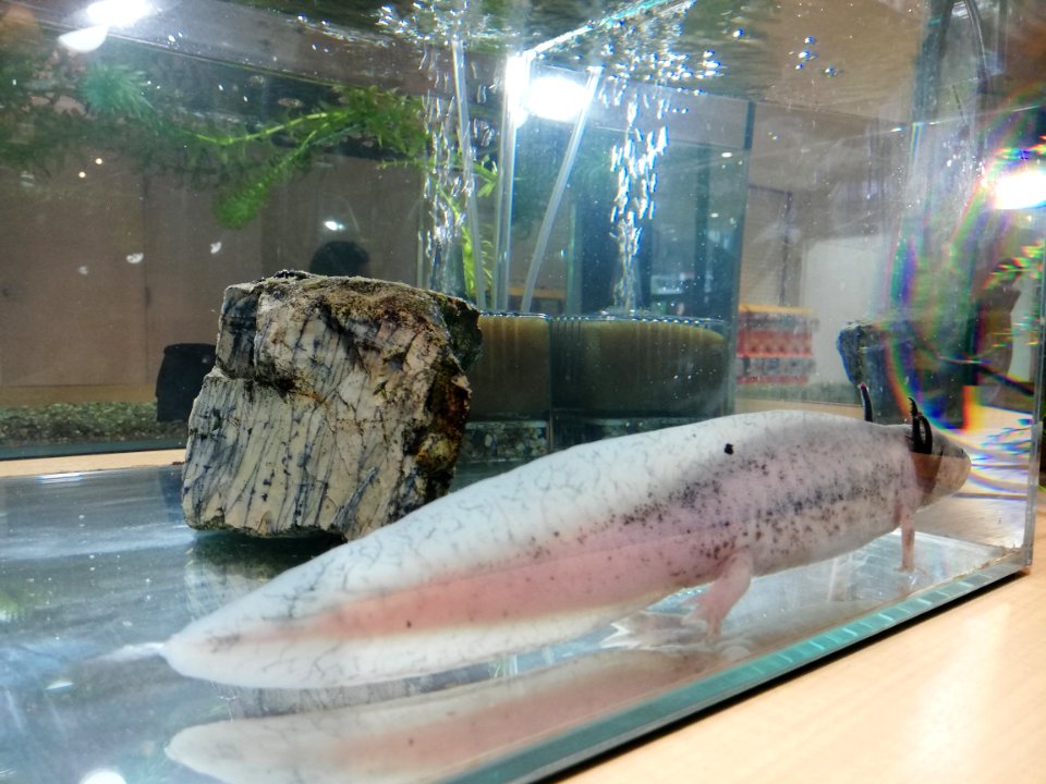 Ekimachi Terrace Nagahama Mini Aquarium 20210626 03