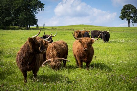 Pasture agriculture highland photo