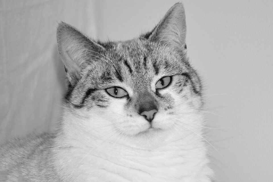 Pussy cloud feline animal portrait
