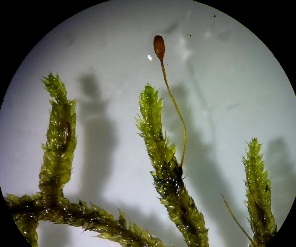 Detalle de musgo anthocerotophytas