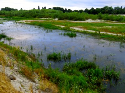 Desna near Pokal Rozhivsky5