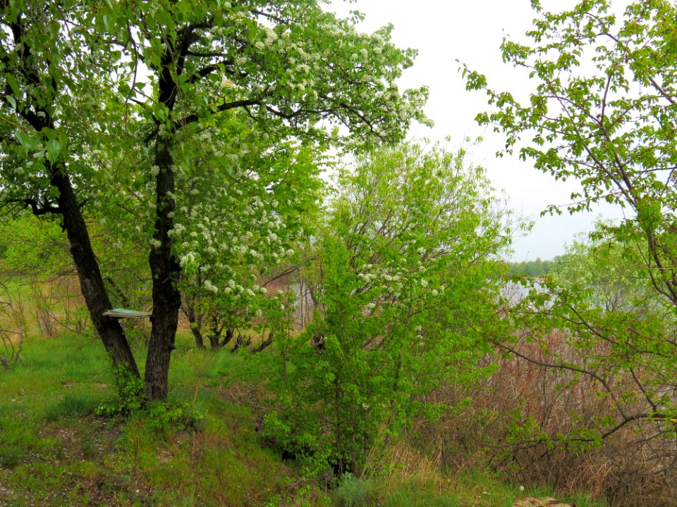 Desenka16