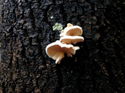 Detail white mushrooms photo