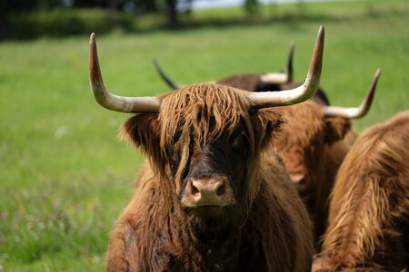 Pasture agriculture highland photo