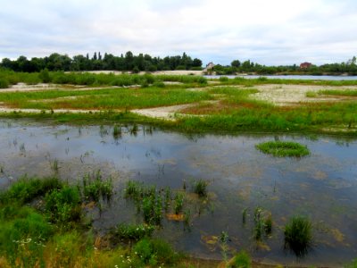 Desna near Pokal Rozhivsky1