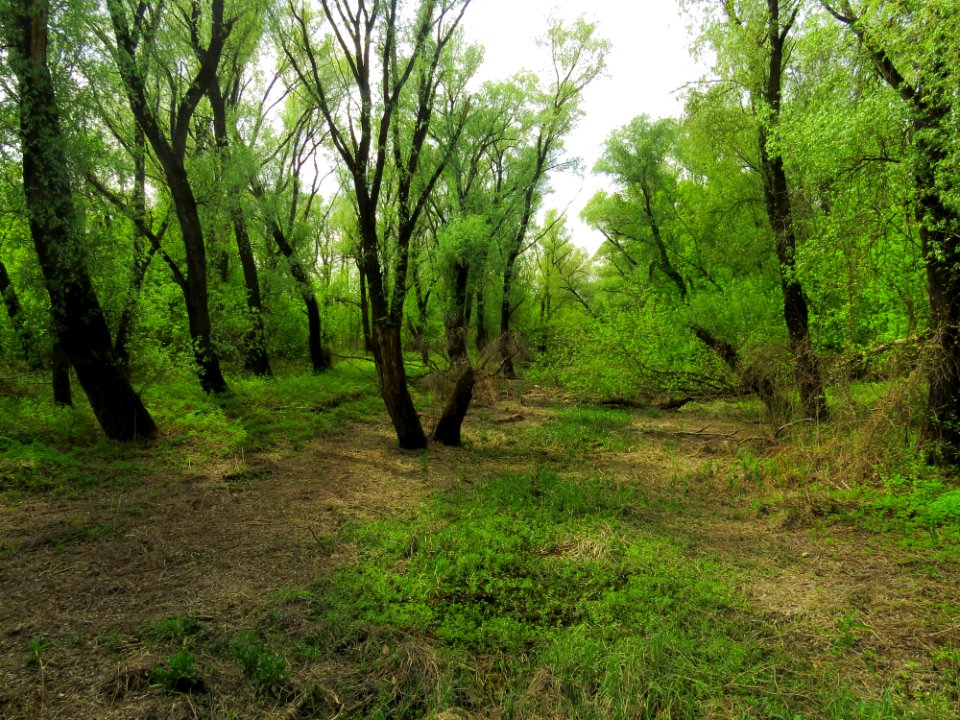 Desna mouth forest1