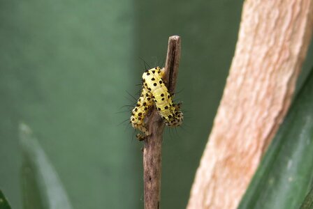 Nature worm colombia