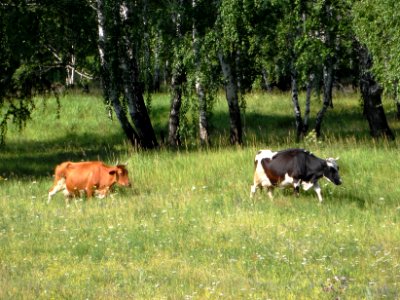 Domestic cows in Russia (02)