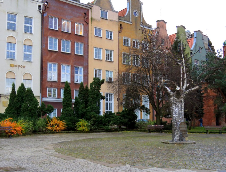 Drzewo Millennium Gdańsk 3