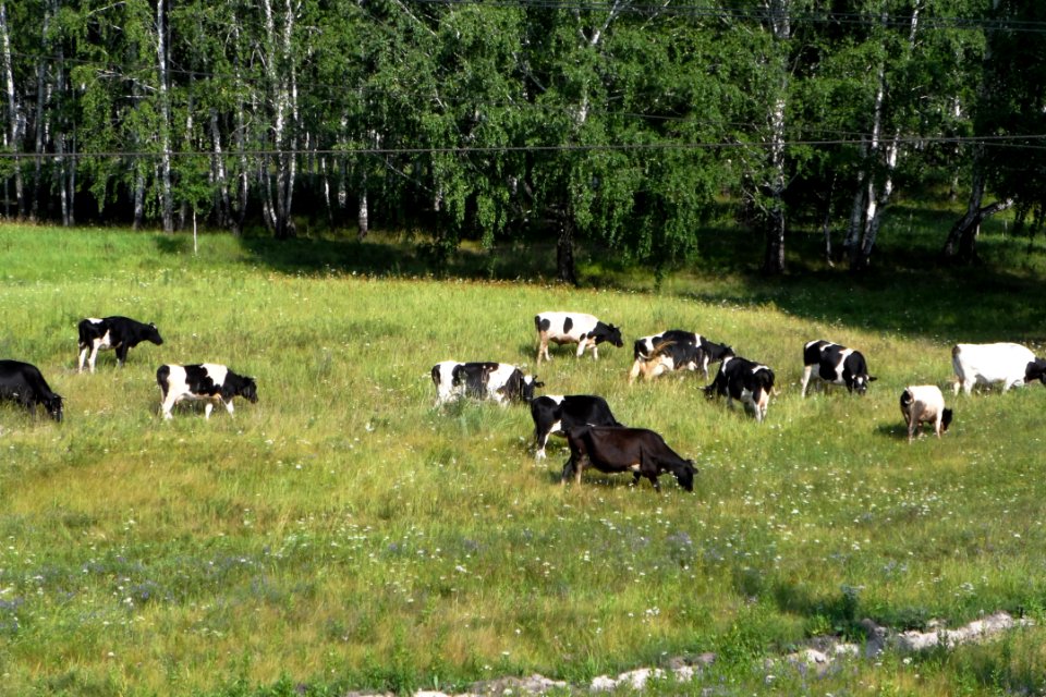 Domestic cows in Russia (01)