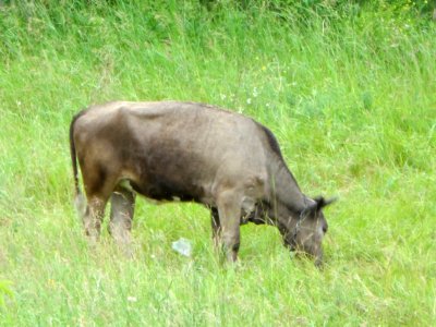 Domestic bull in Russia (02)
