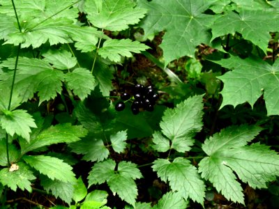 Actaea spicata Holosiiv