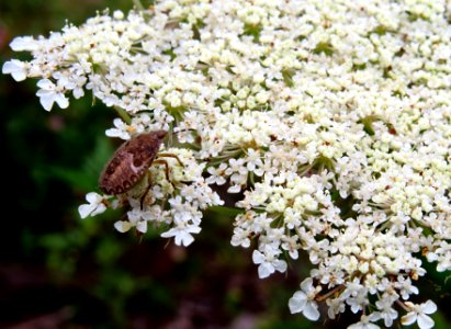 Dolycoris baccarum Kiev