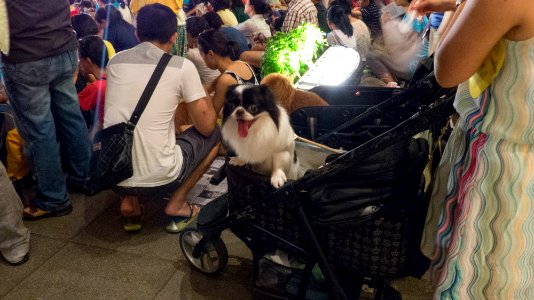 Dogs on Baby Carts with Masters in Performance 20140712