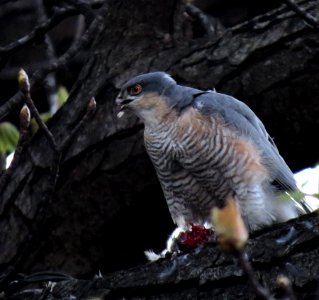 Accipiter nisus, Kiev 1